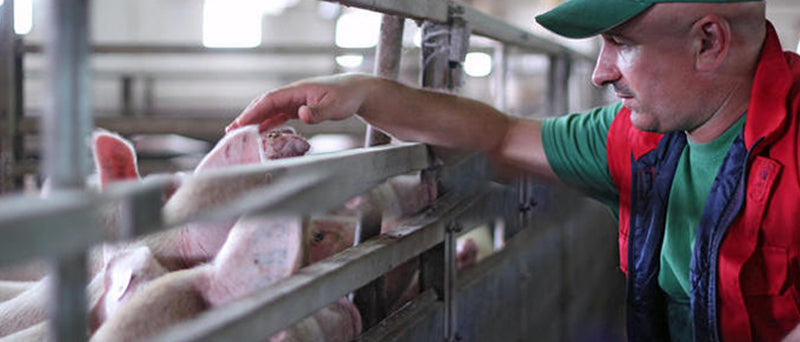 Smart livestock pig enclosure scene for non-contact 3D measurement